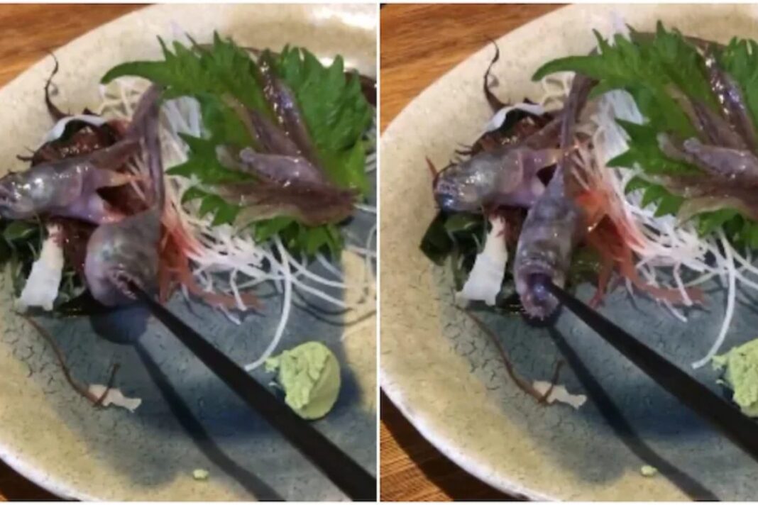 In Japan, fish served for food suddenly came alive