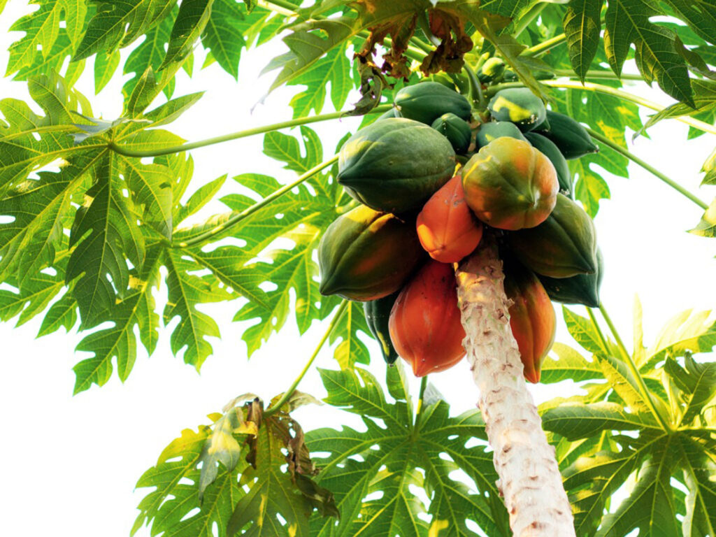 papaya trees