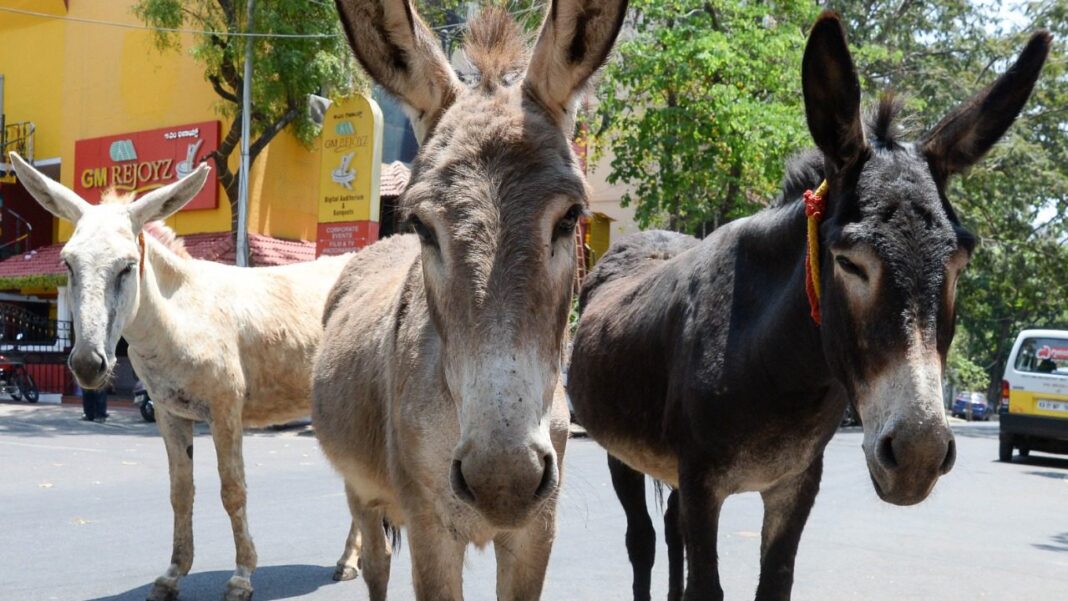 China interested to import donkeys from Pakistan