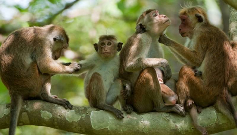 Sri Lanka sell 1 lakh monkeys to China