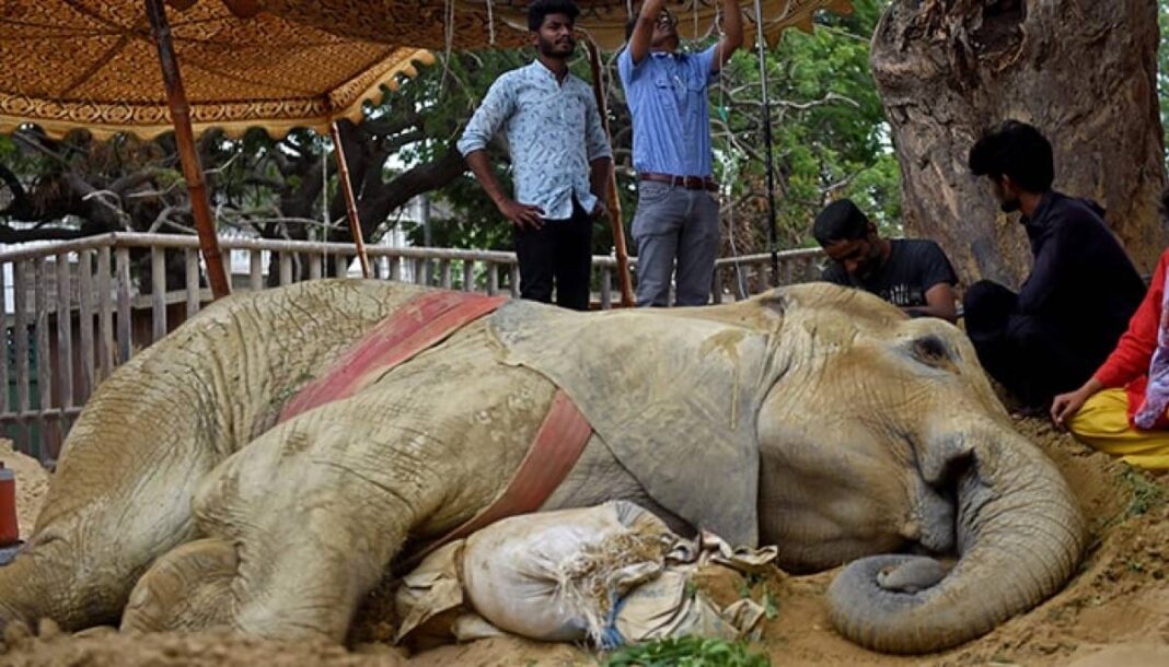 Elephant Noor Jehan will be buried in Karachi Zoo