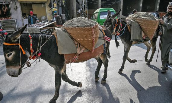 Pakistan okays donkey hides exports to China