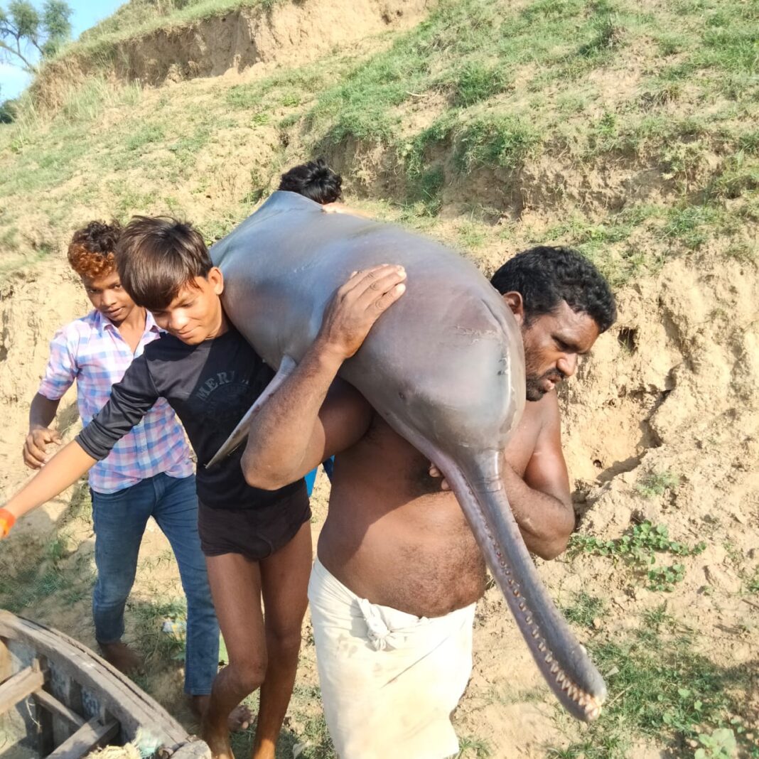 Indian fishermen cooked dolphins