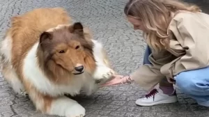 Japanese man spends $20K to transforms into human dog