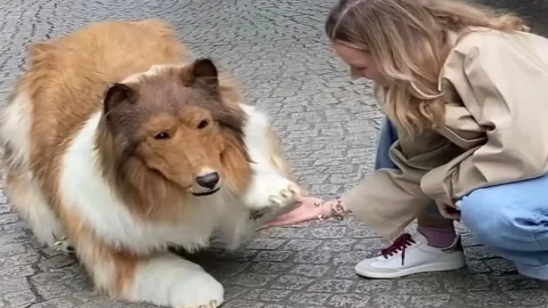 Japanese man spends $20K to transforms into human dog