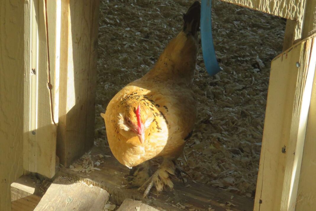 Hen named Peanut breaks world record