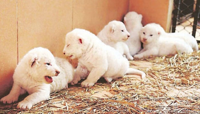 6 white African tigress cubs born at Bahria Town Zoo