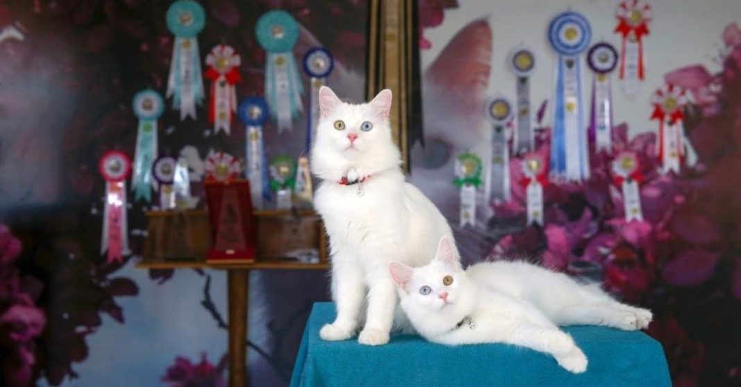 Soso won the cat beauty competition in Iraq 2024